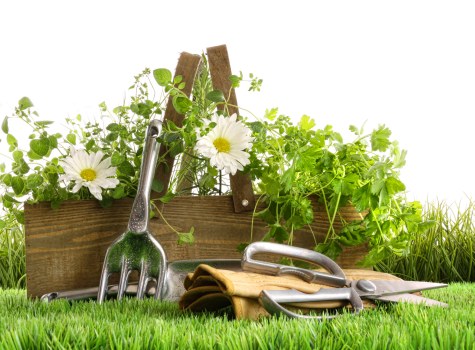 A neatly maintained front garden scene featuring a lush green lawn with evenly cut grass in the foreground. Behind the lawn, there is a wooden garden bed filled with a dense variety of green plants and foliage, including small flowering plants with white blossoms. To the left, there are gardening tools placed on the grass, including a hand rake, trowel, garden gloves, and pruning shears, suggesting ongoing garden maintenance. The background shows an outdoor environment with natural daylight, possibly under partly cloudy weather, creating a bright and inviting outdoor space typical of residential gardens in Palmers Green. This scene is representative of professional gardening and lawn care services provided by Lawn Mowing Palmers Green, highlighting aspects of landscape upkeep, planting, and outdoor gardening tasks suited to local garden landscapes in the area.