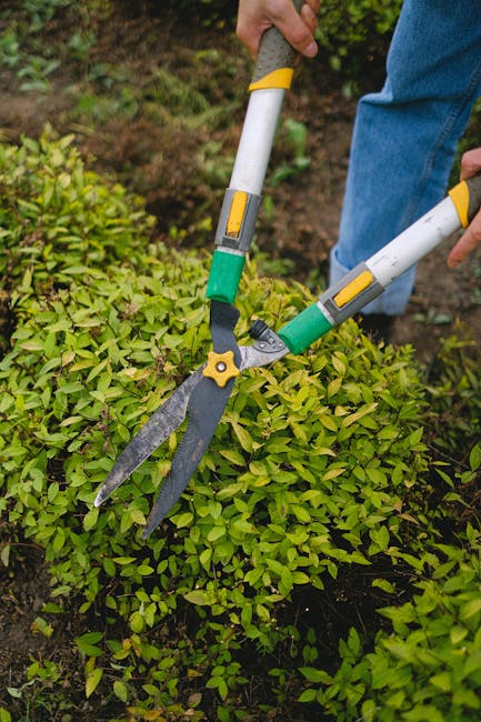 A gardener using a pair of long-handled hedge shears with yellow and green accents to trim a densely growing, bright green hedge in a well-maintained garden. The gardener's hands, clad in yellow glove