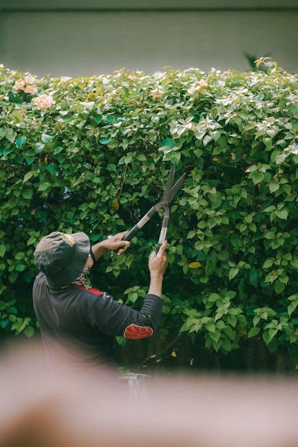A gardener wearing a dark long-sleeved shirt with red elbow patches, a wide-brimmed hat, and safety glasses is trimming a well-maintained, lush green hedge with electric hedge shears. The hedge featur